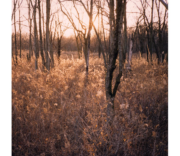 "Some Prairie" Photograph by Duncan Green